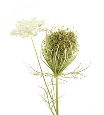 Wild flower Daucus carota with seeds  isolated on white background. Meadow flower with umbel, fruit cluster.