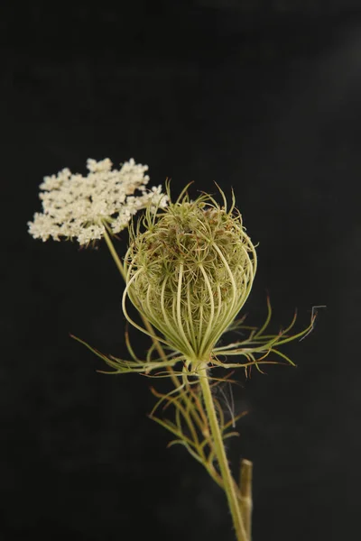 Wild flower Daucus carota with seeds on black background. Meadow flower with umbel, fruit cluster.