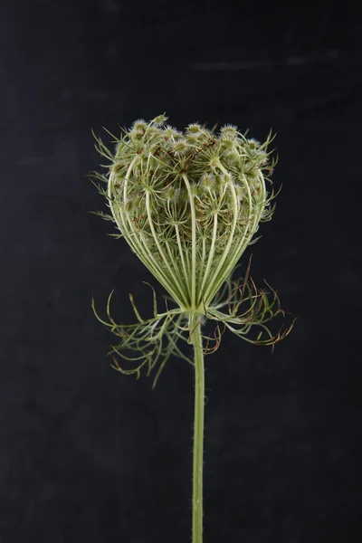 Wild Flower Daucus Carota Seeds Black Background Meadow Flower Umbel —  Fotos de Stock