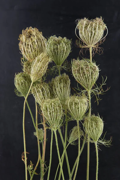 Wild Flowers Daucus Carota Seeds Black Background Meadow Grasses Flowers —  Fotos de Stock