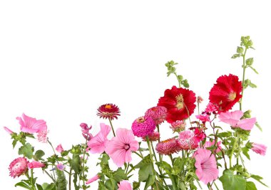 Many various garden flowers Rose mallow, Strawflower, Hollyhock, Dahlia isolated on white background. Flowers Malva trimestris,  Alcea rosea, Xerochrysum bracteatum.