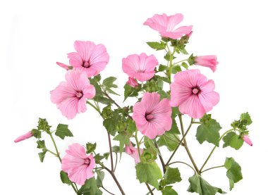 Flowers rose mallow  isolated on white background. Pink garden Malva trimestris. 