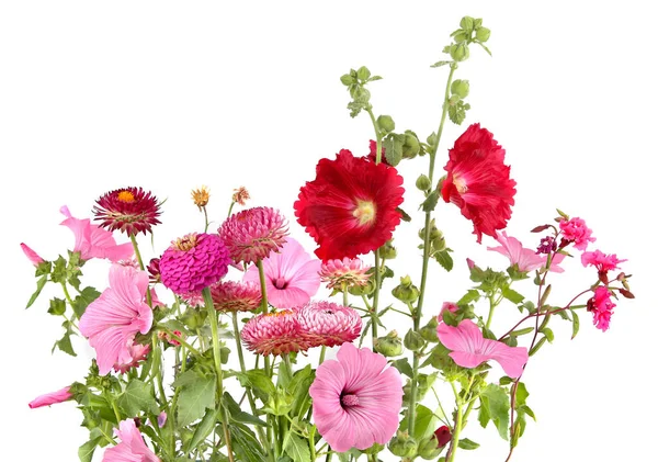 Many various garden flowers Rose mallow, Strawflower, Hollyhock, Dahlia isolated on white background. Flowers Malva trimestris,  Alcea rosea, Xerochrysum bracteatum.