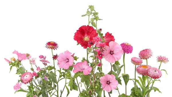 Many various garden flowers Rose mallow, Strawflower, Hollyhock, Dahlia isolated on white background. Flowers Malva trimestris,  Alcea rosea, Xerochrysum bracteatum.