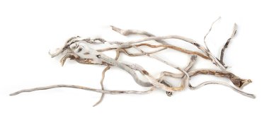 Sea driftwood branches isolated on white background. Bleached dry aged drift wood.