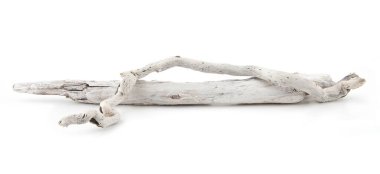 Sea driftwood branches isolated on white background. Bleached dry aged drift wood.