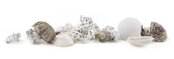Natural White Pebbles Shells Sea Urchin Beach Sommaroy Island Norway — Stockfoto