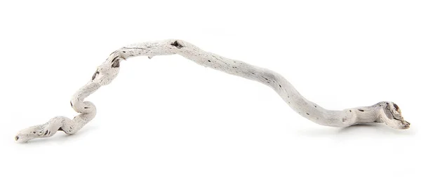 Sea Driftwood Branch Isolated White Background Bleached Dry Aged Drift — Stock fotografie