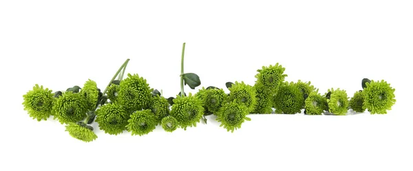 Grüne Chrysanthemen Blühen Isoliert Auf Weißem Hintergrund Rand Der Mini — Stockfoto
