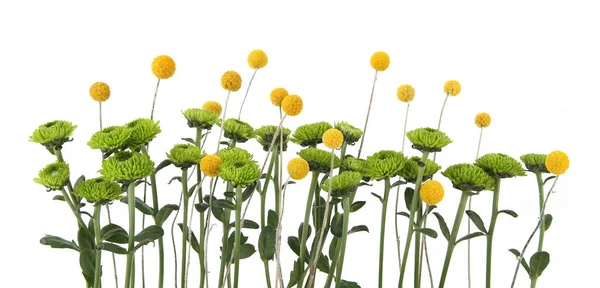 Crisantemo Verde Flores Craspedia Amarillas Aisladas Sobre Fondo Blanco Arreglo —  Fotos de Stock