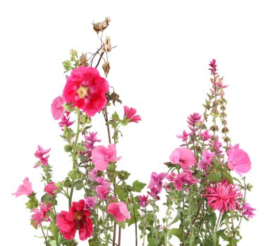 Salvia hormonu, Rose Mallow, beyaz arka planda Hollyhock. Bahçe çiçekleri Salvia hormonu Pembe Pazar, Malva trimestri, Alcea rosea.