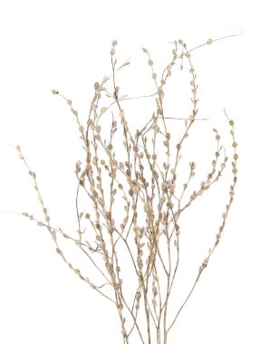 Kurumuş çayır bitkileri beyaz arka planda izole edilmiş. Sonbahar ve kış aylarında yabani otlar, otlar ya da çiçekler. 