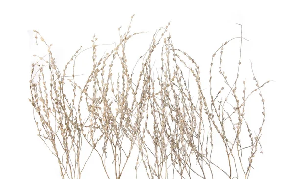 Torkade Ängsväxter Isolerade Vit Bakgrund Vilda Örter Gräs Eller Blommor — Stockfoto