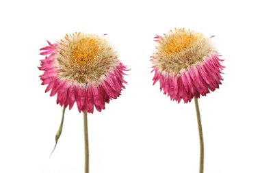 Kurumuş çilek çiçekleri beyaz arka planda izole edilmiş. Renkli bahçe çiçekleri Sonsuz papatyalar Xerochrysum bracteatum.