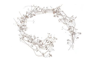 Beyaz arka planda izole edilmiş kuru yabani çayır otları ya da otlar. Kuru tarla çiçeklerinin sınırı. Kış şablonu.