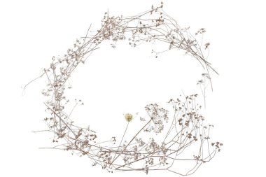 Beyaz arka planda izole edilmiş kuru yabani çayır otları ya da otlar. Kuru tarla çiçeklerinin sınırı. Kış şablonu.