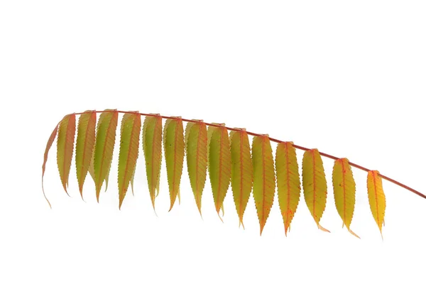 Rhus Typhina Zweig Mit Herbstblättern Isoliert Auf Weißem Hintergrund — Stockfoto