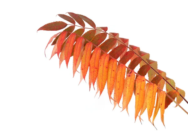 Rhus Typhina Äste Mit Herbstblättern Isoliert Auf Weißem Hintergrund — Stockfoto