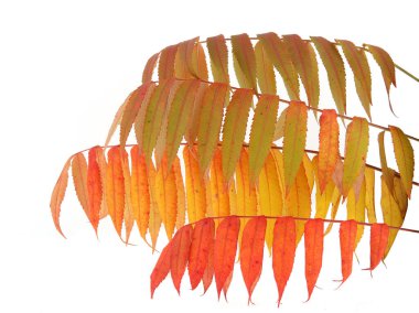 Rhus tifüs ağacı dalları ve sonbahar yaprakları beyaz arka planda izole.. 