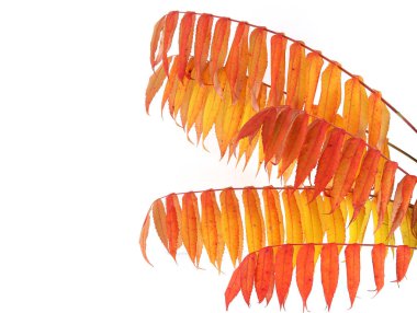 Rhus tifüs ağacı dalları ve sonbahar yaprakları beyaz arka planda izole..