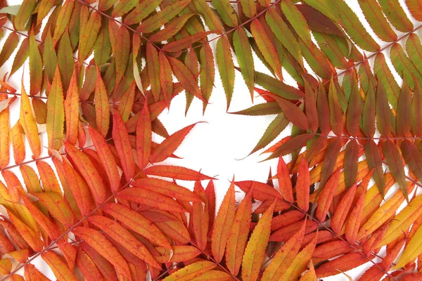 Осіннє Листя Дерева Тифіни Rhus Творче Планування Різнокольорових Осінніх Гілок — стокове фото
