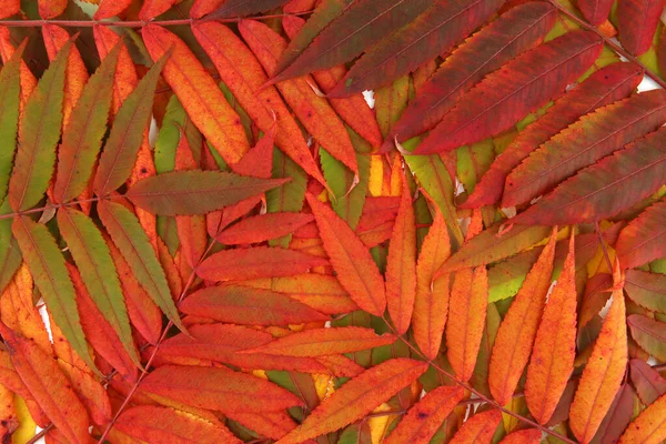 Осіннє Листя Дерева Тифіни Rhus Творче Планування Різнокольорових Осінніх Гілок — стокове фото