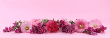 Salvia Horminum ve Hollyhock çiçekleri pembe arka planda. Bahçe çiçekleri Pembe Yıllık Adaçayı ve Alcea pembesi.