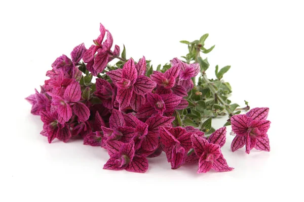 Salvia horminum flowers isolated on white background. Pink Salvia horminum, Pink Sunday, Annual Sage.