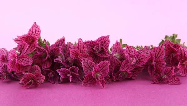 Flores Salvia Horminum Sobre Fondo Púrpura Salvia Rosa Horminum Domingo —  Fotos de Stock
