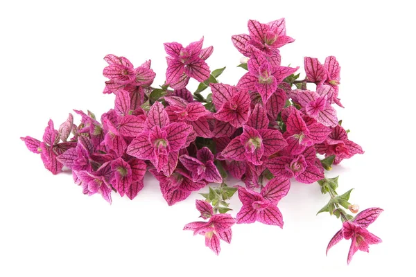 Salvia horminum flowers isolated on white background. Pink Salvia horminum, Pink Sunday, Annual Sage.