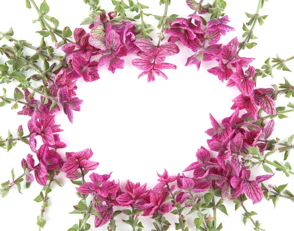 Salvia horminum flowers isolated on white background. Pink Salvia horminum, Pink Sunday, Annual Sage.