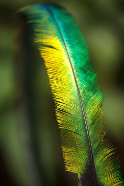 Quetzal tüy