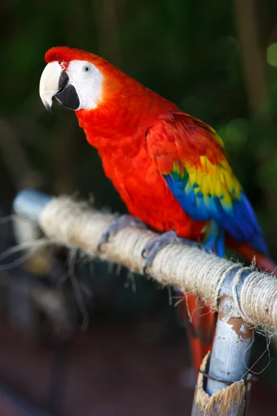 Macaw merah — Stok Foto