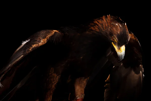 Golden Eagle — Stock Photo, Image