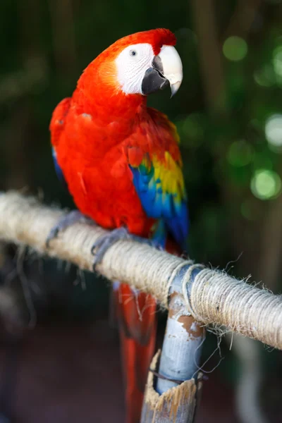 Macaw merah — Stok Foto