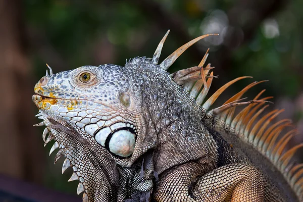 Iguana — Stok fotoğraf