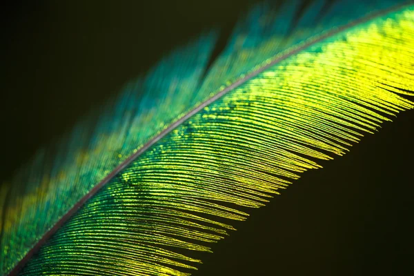Quetzal feather — Stock Photo, Image