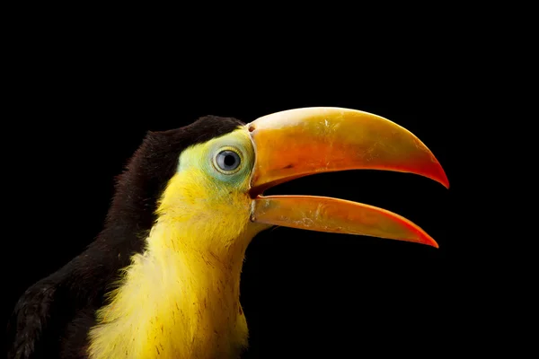Baby toucan — Stock Photo, Image