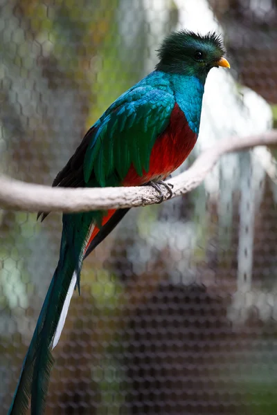 Quetzal — Stockfoto