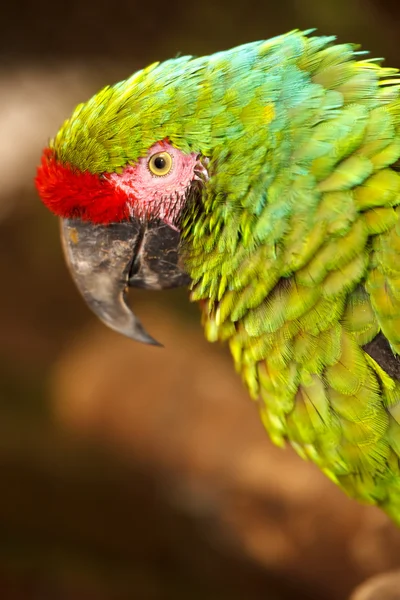 Military Macaw — Stock Photo, Image