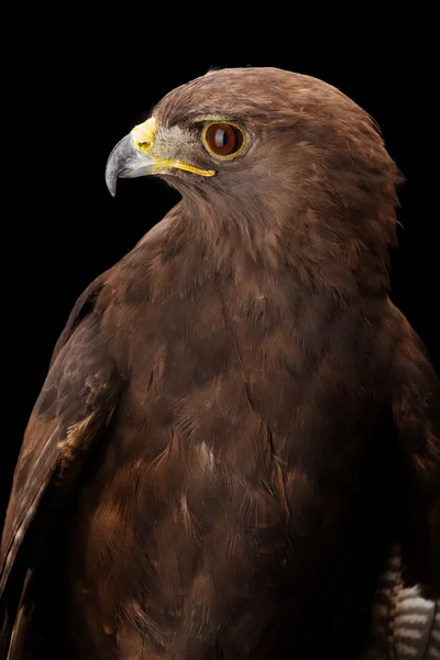 Lesser Spotted Eagle — Stock Photo, Image