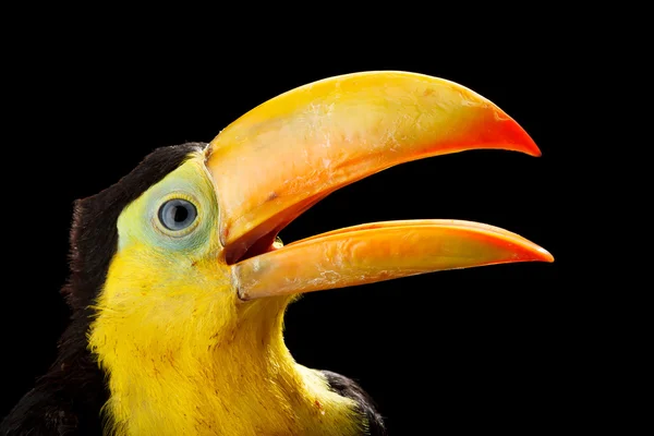 Baby toucan — Stockfoto