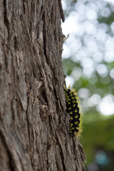 Black and yellow caterpillar.
