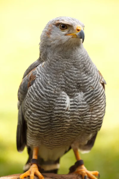 Speelgoed boog — Stockfoto