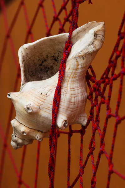 Concha marina en la red — Foto de Stock