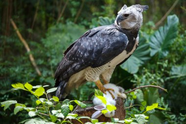 Harpy Eagle clipart