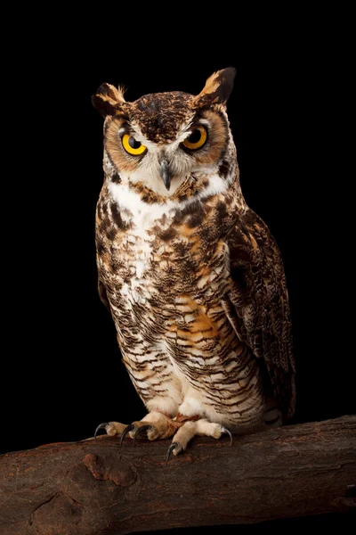 Büyük Boynuzlu Baykuş