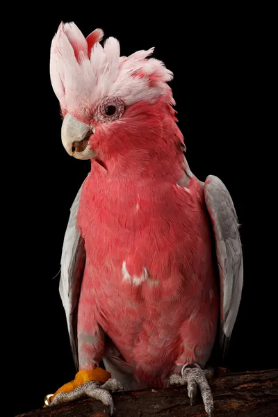 Rose-breasted Cockatoo, Galah. — Stock Photo, Image