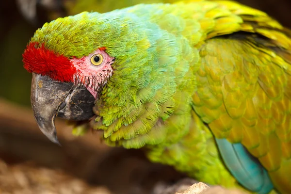 軍事コンゴウインコ — ストック写真