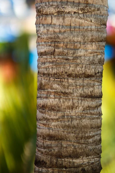 Palm detail — Stock Photo, Image